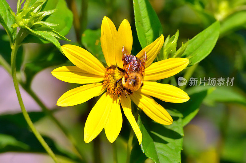 蜜蜂，Apis mellifera，以马里兰金菊花为食